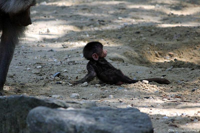 2010-08-24 (631) Aanranding en mishandeling gebeurd ook in de apenwereld.jpg